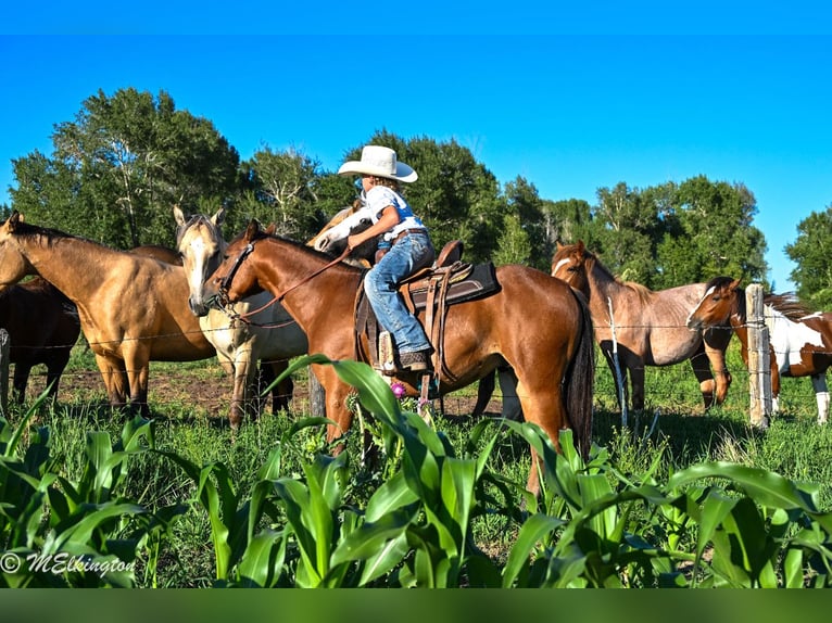Meer ponys/kleine paarden Ruin 5 Jaar 135 cm Roodbruin in Rigby