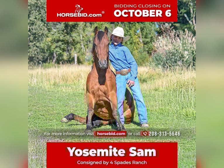 Meer ponys/kleine paarden Ruin 5 Jaar 135 cm Roodbruin in Rigby