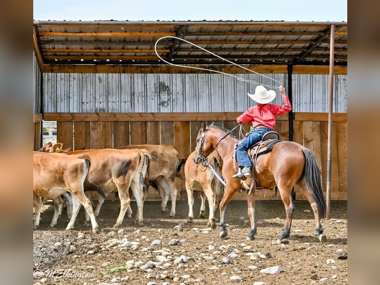 Meer ponys/kleine paarden Ruin 5 Jaar 135 cm Roodbruin in Rigby