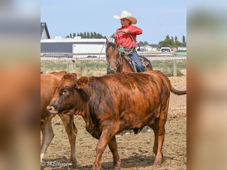 Meer ponys/kleine paarden Ruin 5 Jaar 135 cm Roodbruin in Rigby