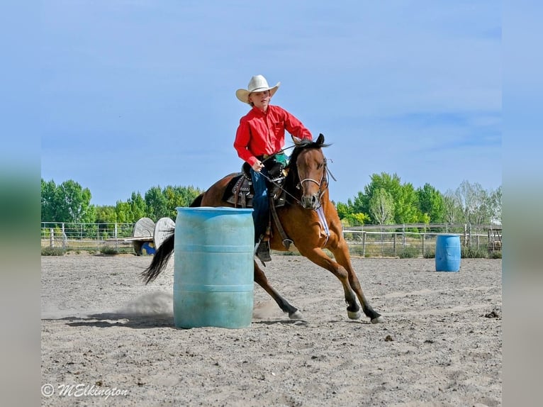 Meer ponys/kleine paarden Ruin 5 Jaar 135 cm Roodbruin in Rigby