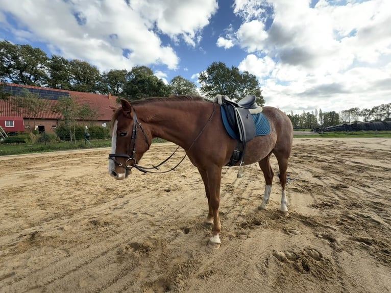 Meer ponys/kleine paarden Ruin 5 Jaar 135 cm Vos in Merzen