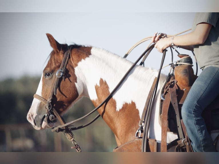 Meer ponys/kleine paarden Ruin 5 Jaar 137 cm Gevlekt-paard in Graham