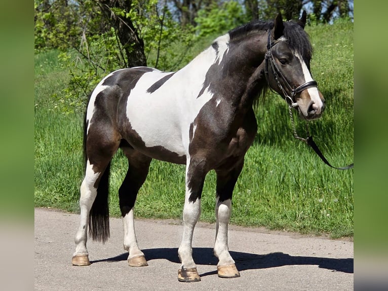 Meer ponys/kleine paarden Ruin 5 Jaar 138 cm Gevlekt-paard in Rechnitz
