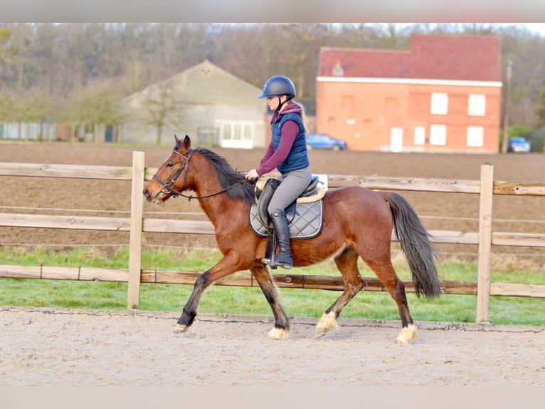 Meer ponys/kleine paarden Ruin 5 Jaar 140 cm Bruin in Pepingen