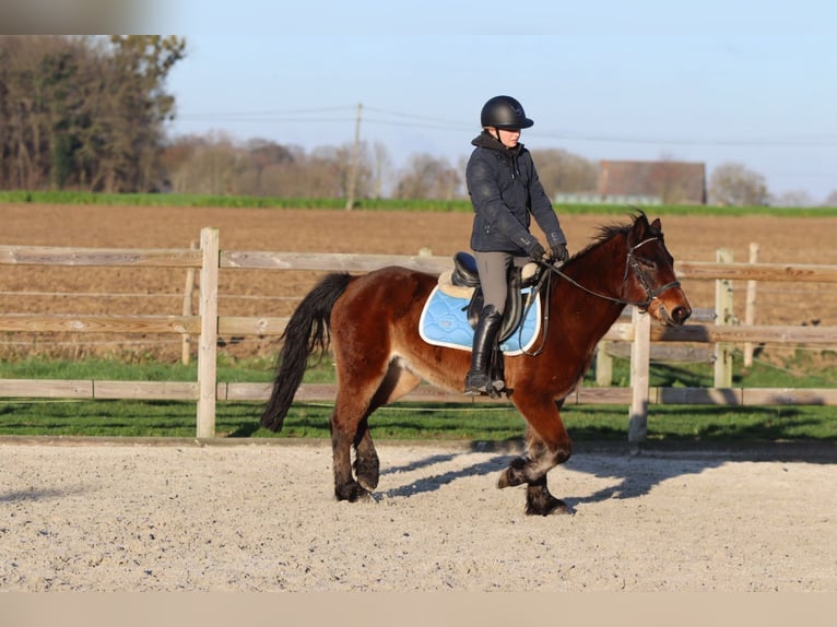 Meer ponys/kleine paarden Ruin 5 Jaar 142 cm Bruin in Pepingen