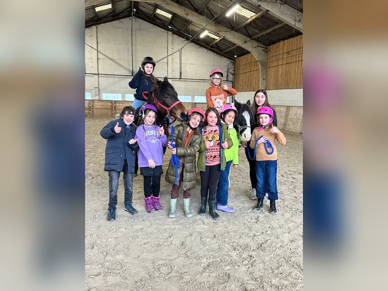 Meer ponys/kleine paarden Ruin 5 Jaar 142 cm Bruin in Pepingen