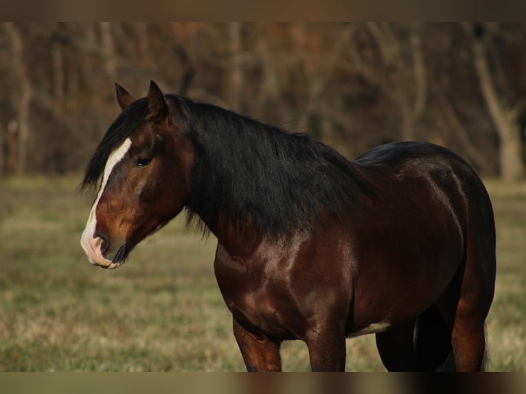 Meer ponys/kleine paarden Ruin 5 Jaar 142 cm Gevlekt-paard in Baxter Springs