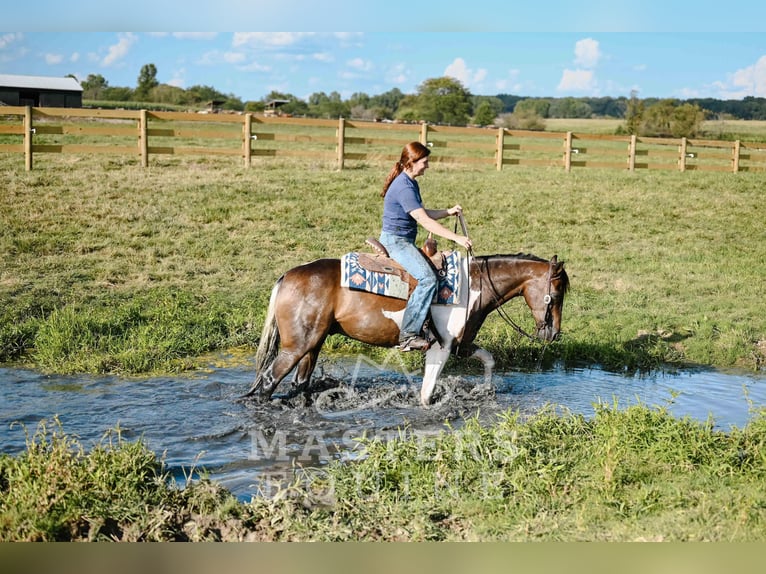 Meer ponys/kleine paarden Mix Ruin 5 Jaar 142 cm Gevlekt-paard in Orrville