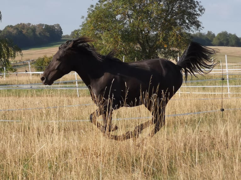 Meer ponys/kleine paarden Ruin 5 Jaar 142 cm Zwart in Pohlheim