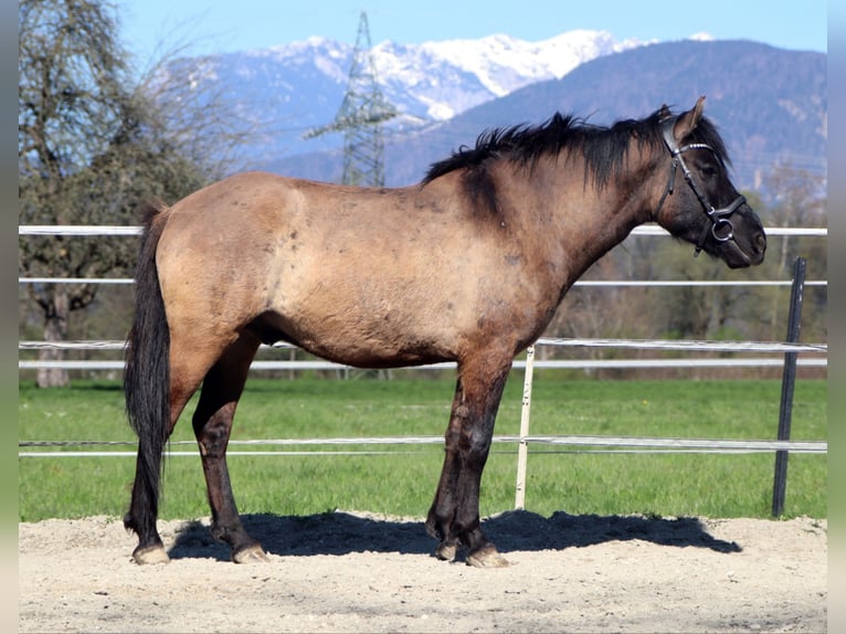 Meer ponys/kleine paarden Ruin 5 Jaar 145 cm Grullo in Kirchbichl