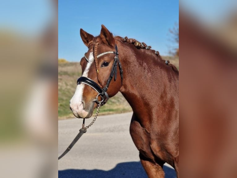 Meer ponys/kleine paarden Ruin 5 Jaar 145 cm Vos in Gyula