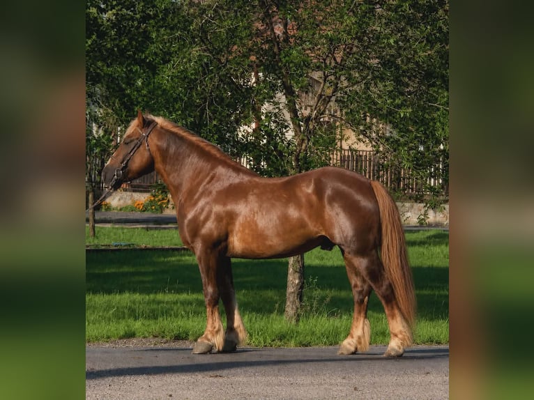 Meer ponys/kleine paarden Ruin 5 Jaar 146 cm Donkere-vos in Békéscsaba