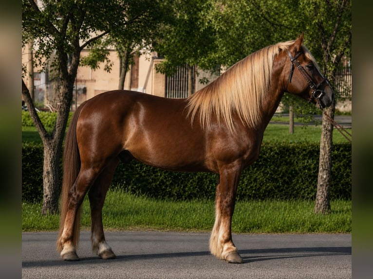 Meer ponys/kleine paarden Ruin 5 Jaar 146 cm Donkere-vos in Békéscsaba