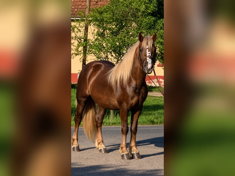 Meer ponys/kleine paarden Ruin 5 Jaar 146 cm Donkere-vos in Békéscsaba