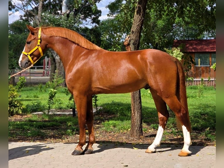 Meer ponys/kleine paarden Ruin 5 Jaar 146 cm in B&#xE9;k&#xE9;scsaba