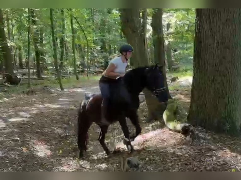 Meer ponys/kleine paarden Ruin 5 Jaar 146 cm Zwart in Braunschweig