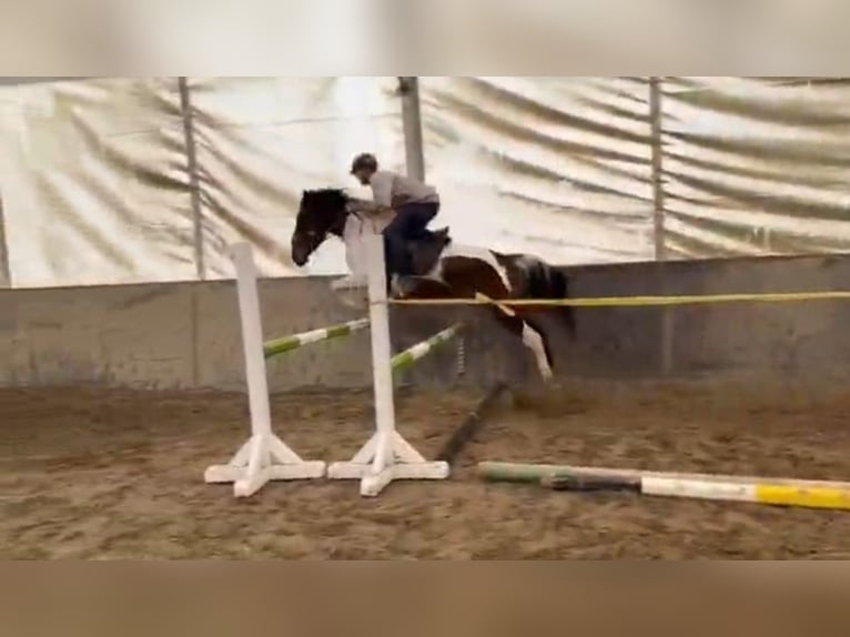 Meer ponys/kleine paarden Ruin 5 Jaar 147 cm Gevlekt-paard in Békéscsaba