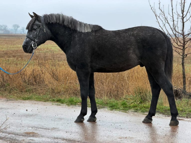 Meer ponys/kleine paarden Ruin 5 Jaar 147 cm Zwartschimmel in Debrecen