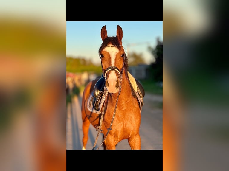 Meer ponys/kleine paarden Ruin 5 Jaar 148 cm Bruin in Bexbach
