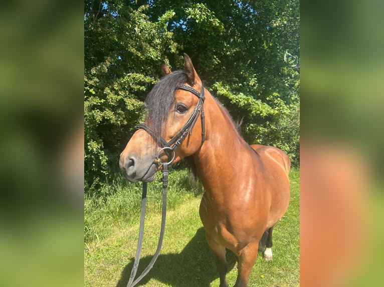 Meer ponys/kleine paarden Ruin 5 Jaar 148 cm  in Bad Laer
