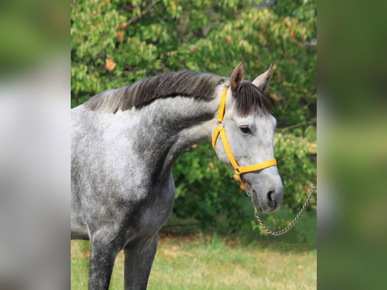 Meer ponys/kleine paarden Ruin 5 Jaar 148 cm Schimmel in Wien, Innere Stadt