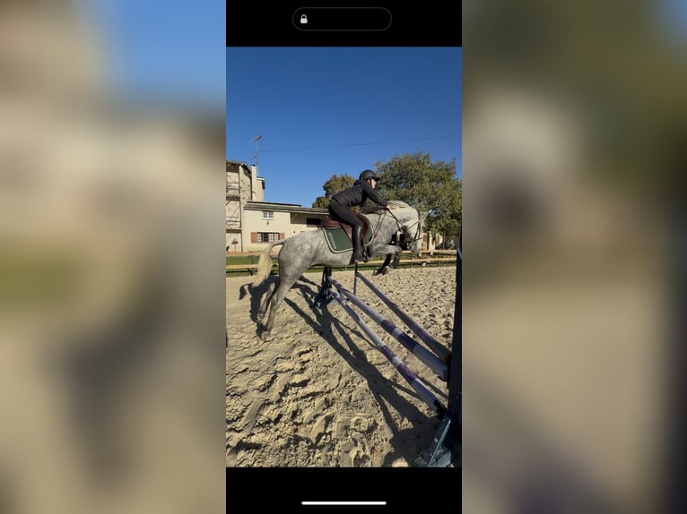 Meer ponys/kleine paarden Ruin 5 Jaar 148 cm Schimmel in Gen&#xE8;ve