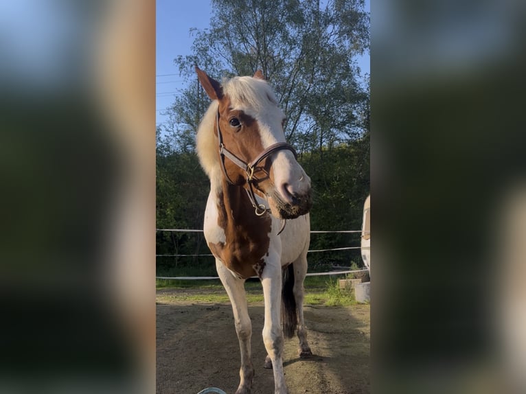Meer ponys/kleine paarden Mix Ruin 5 Jaar 150 cm Gevlekt-paard in Netphen