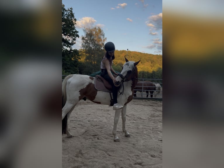 Meer ponys/kleine paarden Mix Ruin 5 Jaar 150 cm Gevlekt-paard in Netphen