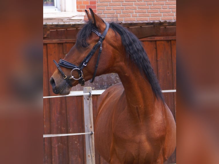 Meer ponys/kleine paarden Ruin 5 Jaar 152 cm Bruin in Velpke