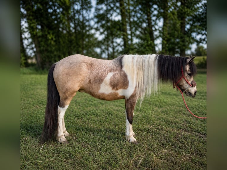 Meer ponys/kleine paarden Ruin 5 Jaar 152 cm Gevlekt-paard in Whitesboro