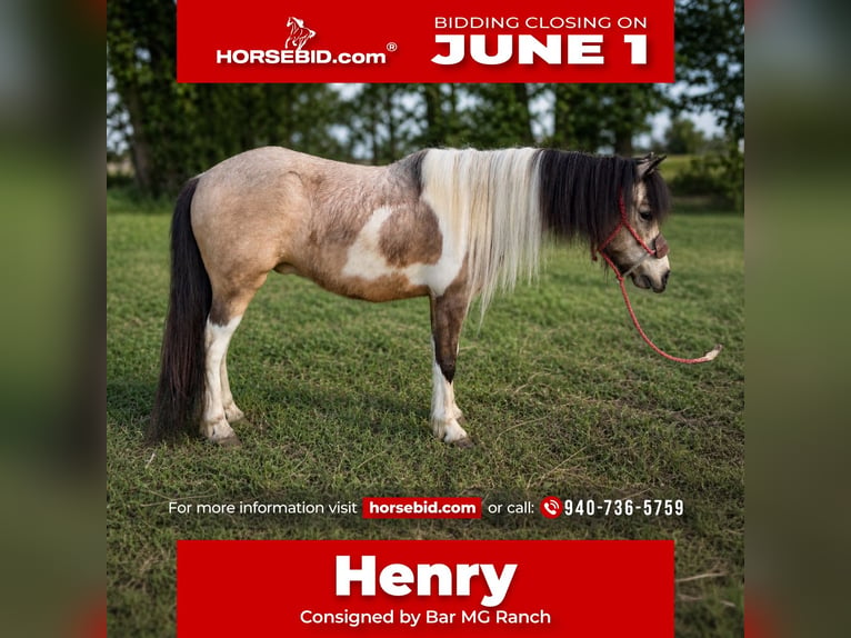 Meer ponys/kleine paarden Ruin 5 Jaar 152 cm Gevlekt-paard in Whitesboro