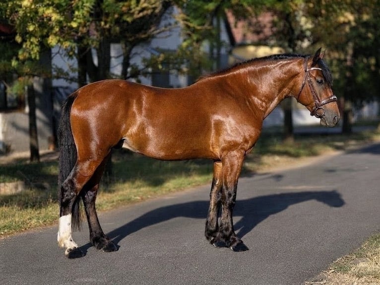 Meer ponys/kleine paarden Ruin 5 Jaar 153 cm Bruin in Békéscsaba