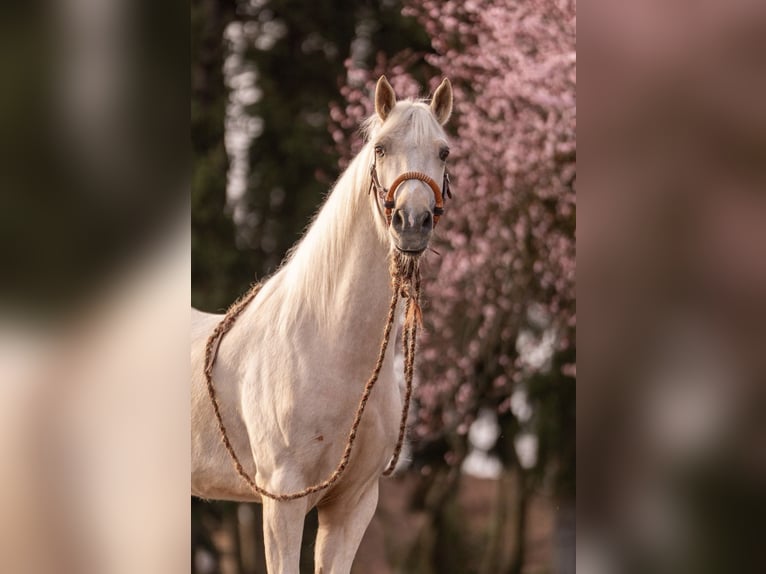 Meer ponys/kleine paarden Mix Ruin 5 Jaar 153 cm Palomino in Maasland