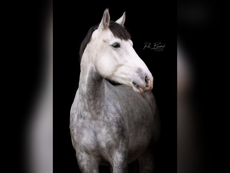 Meer ponys/kleine paarden Mix Ruin 5 Jaar 154 cm Appelschimmel in Schopfheim