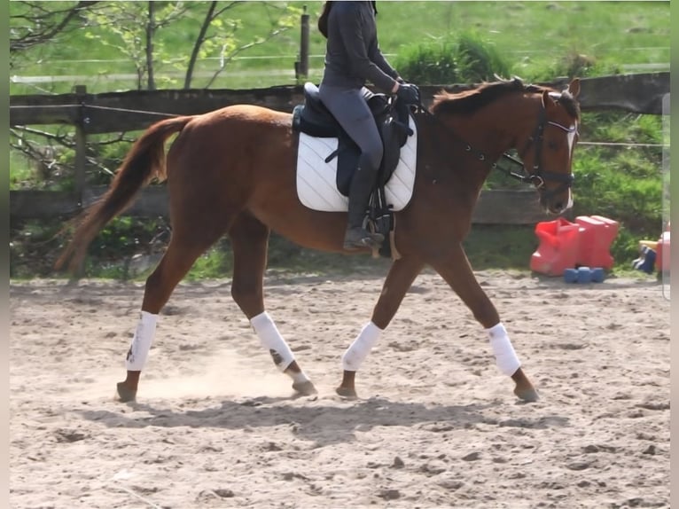 Meer ponys/kleine paarden Ruin 5 Jaar 154 cm Donkere-vos in Wachtendonk