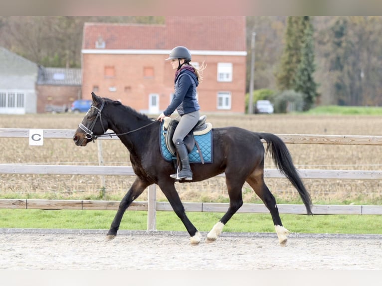 Meer ponys/kleine paarden Ruin 5 Jaar 154 cm Zwart in Bogaarden