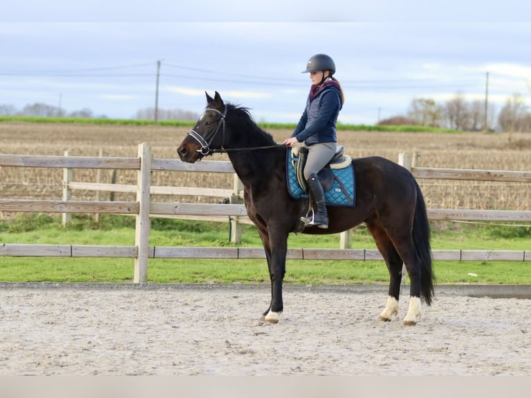 Meer ponys/kleine paarden Ruin 5 Jaar 154 cm Zwart in Bogaarden