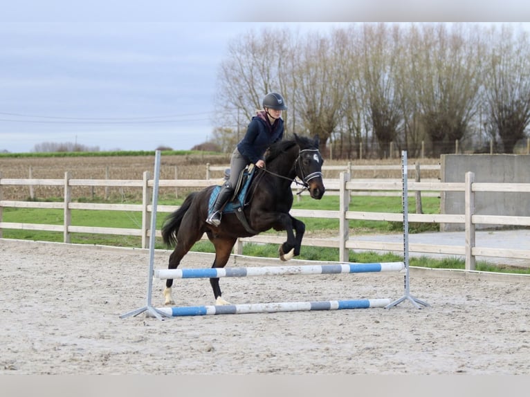 Meer ponys/kleine paarden Ruin 5 Jaar 154 cm Zwart in Bogaarden
