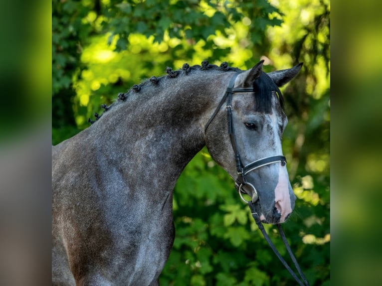 Meer ponys/kleine paarden Ruin 5 Jaar 155 cm Schimmel in B&#xE9;k&#xE9;scsaba