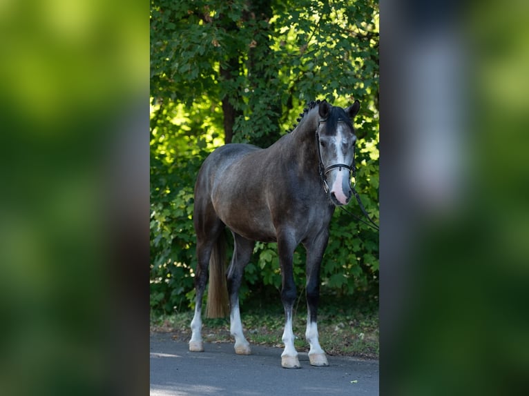 Meer ponys/kleine paarden Ruin 5 Jaar 155 cm Schimmel in B&#xE9;k&#xE9;scsaba