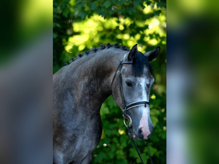 Meer ponys/kleine paarden Ruin 5 Jaar 155 cm Schimmel in B&#xE9;k&#xE9;scsaba