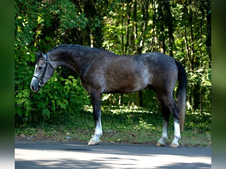 Meer ponys/kleine paarden Ruin 5 Jaar 155 cm Schimmel in B&#xE9;k&#xE9;scsaba