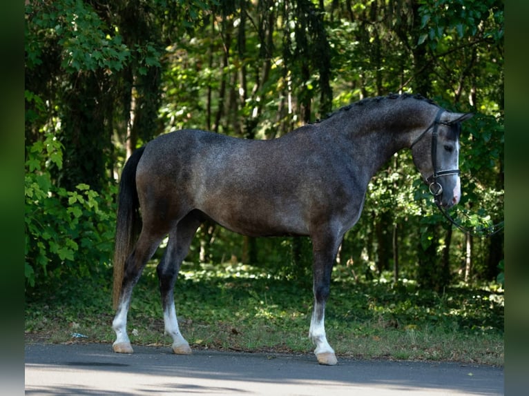Meer ponys/kleine paarden Ruin 5 Jaar 155 cm Schimmel in B&#xE9;k&#xE9;scsaba