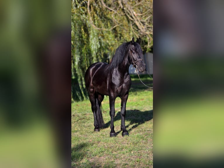Meer ponys/kleine paarden Ruin 5 Jaar 155 cm Zwart in B&#xE9;k&#xE9;scsaba
