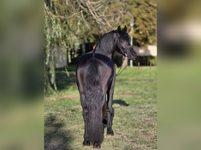 Meer ponys/kleine paarden Ruin 5 Jaar 155 cm Zwart in B&#xE9;k&#xE9;scsaba