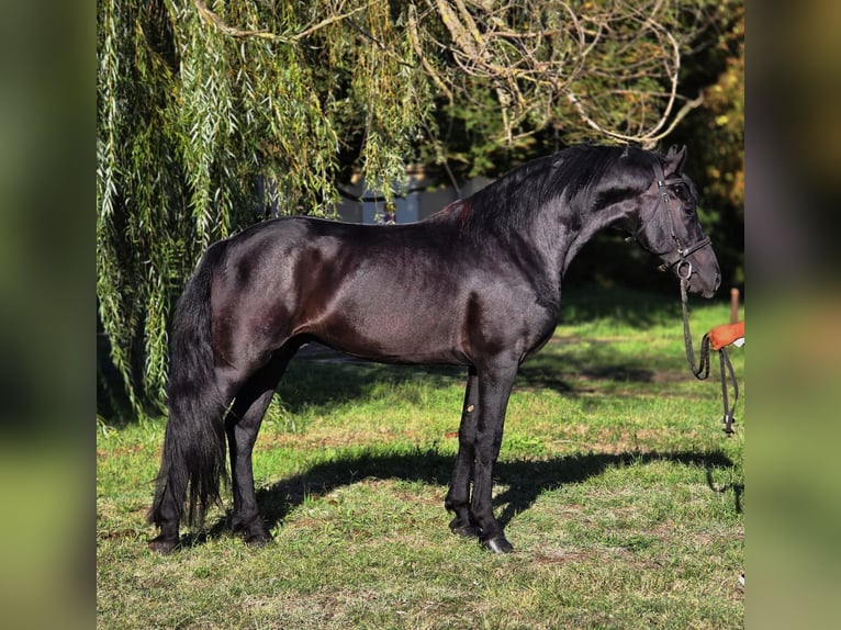 Meer ponys/kleine paarden Ruin 5 Jaar 155 cm Zwart in B&#xE9;k&#xE9;scsaba