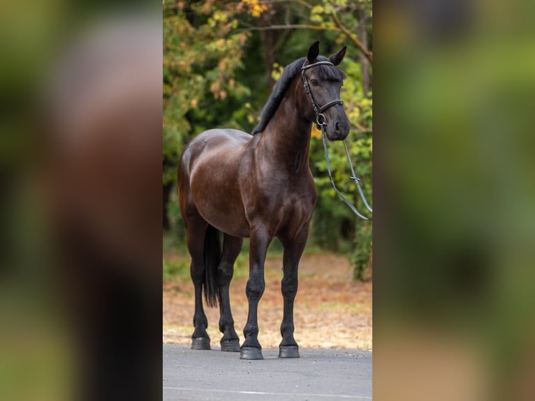 Meer ponys/kleine paarden Ruin 5 Jaar 156 cm Zwart in Neu Gaarz
