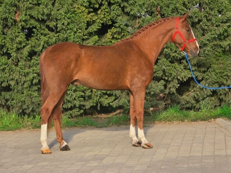 Meer ponys/kleine paarden Ruin 5 Jaar 157 cm Vos in Békéscsaba