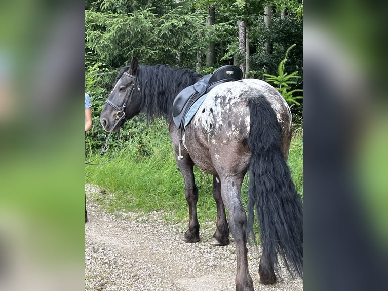 Meer ponys/kleine paarden Ruin 5 Jaar 159 cm Appaloosa in Ursensollen
